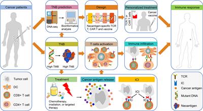 Frontiers | Beyond Tumor Mutation Burden: Tumor Neoantigen Burden As A ...